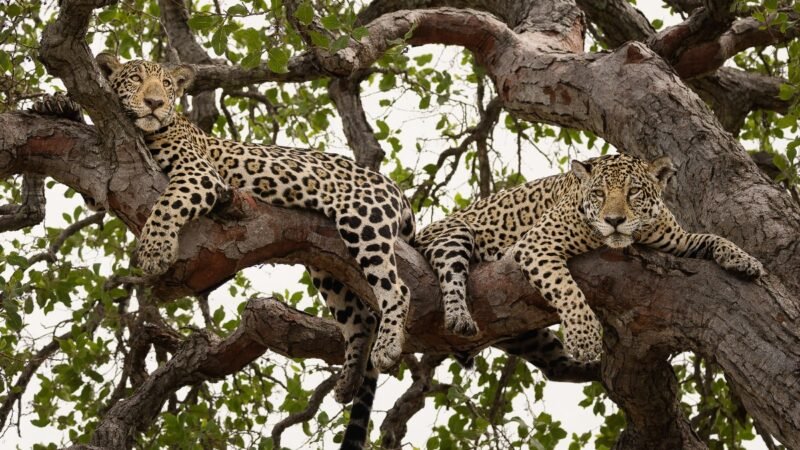 COP15 das espécies migratórias começa nesta segunda (23); veja o que está em jogo