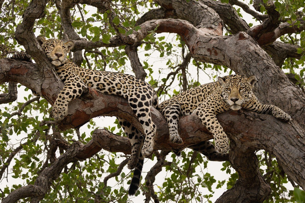 COP15 das espécies migratórias começa nesta segunda (23); veja o que está em jogo