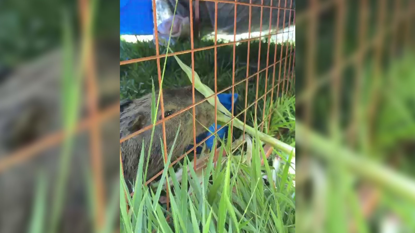 Capivara ferida por cabo metálico em tentativa de caça ilegal é resgatada após instalação de brete em marginal de Itapetininga