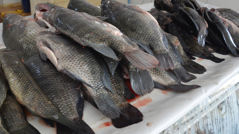 Procon aponta variação nos preços de produtos da Semana Santa em Feira de Santana; veja lista