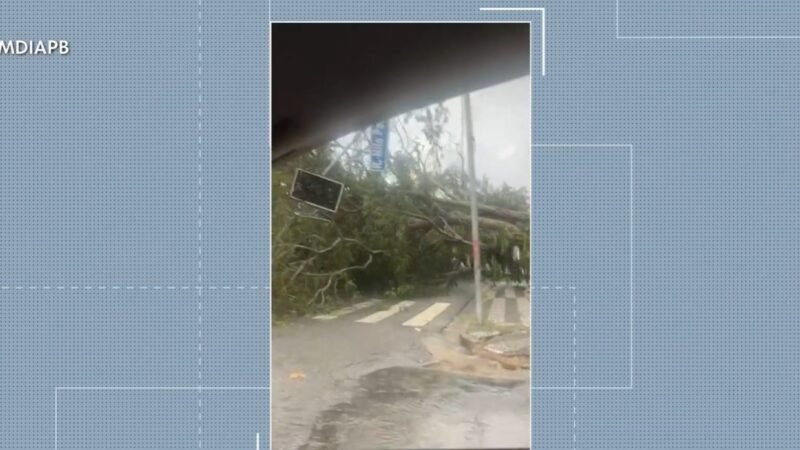 Chuvas e ventania provocam queda de árvores e danos em imóveis, em Campina Grande