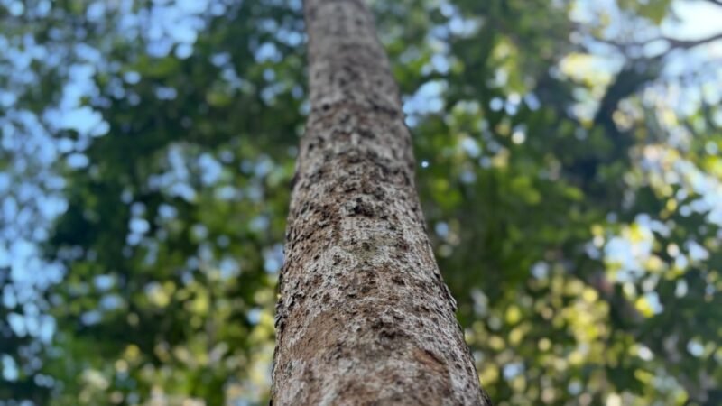 Curso gratuito de restauração ecológica está com inscrições abertas no interior de SP; veja como participar