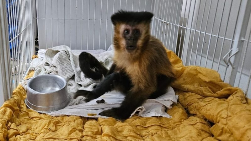 Macaca com diabetes não voltará à natureza em MG; caso é raro, diz veterinário