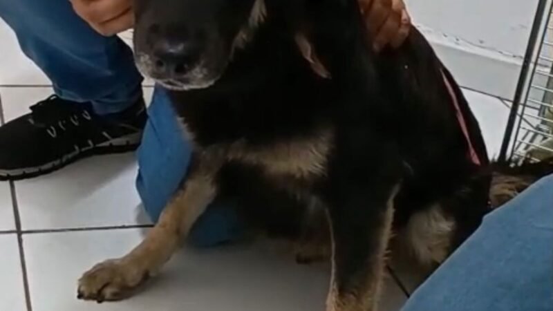 Cadela com problemas de saúde é resgatada em Barra Mansa