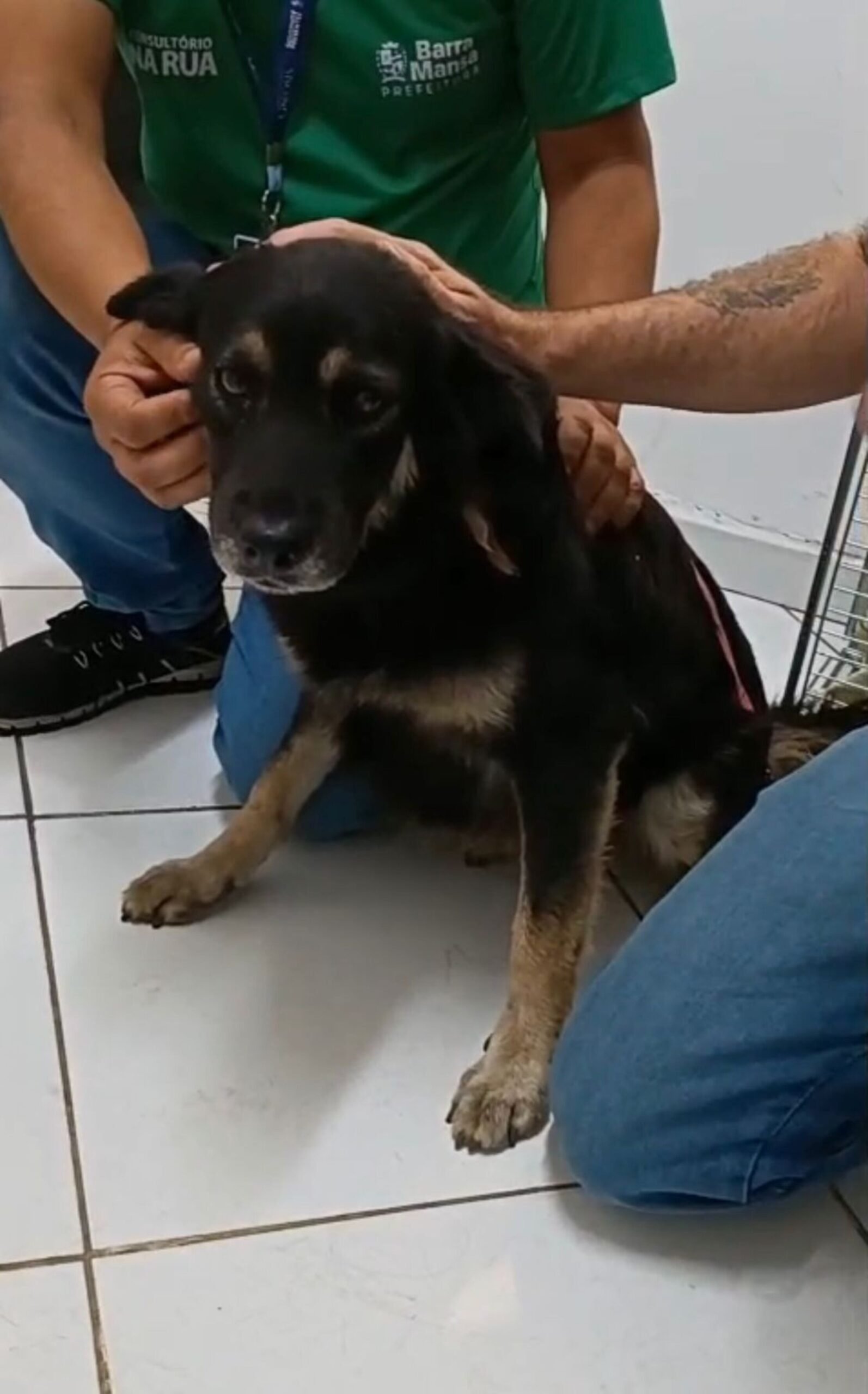 Cadela com problemas de saúde é resgatada em Barra Mansa