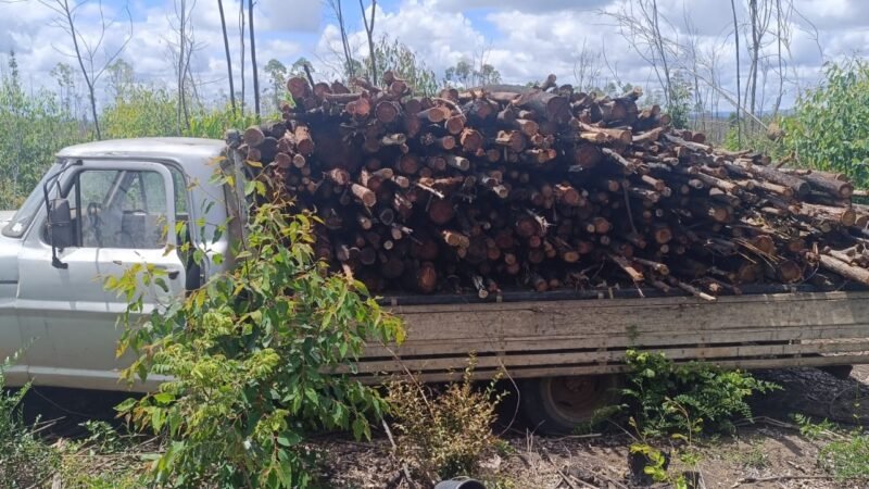 VÍDEO: Caminhão com documento irregular há 10 anos é encontrado carregado com madeira furtada