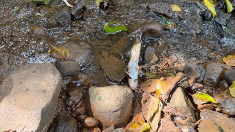 Dejetos de suínos poluem rio no RS e causam morte de peixes, aponta polícia ambiental