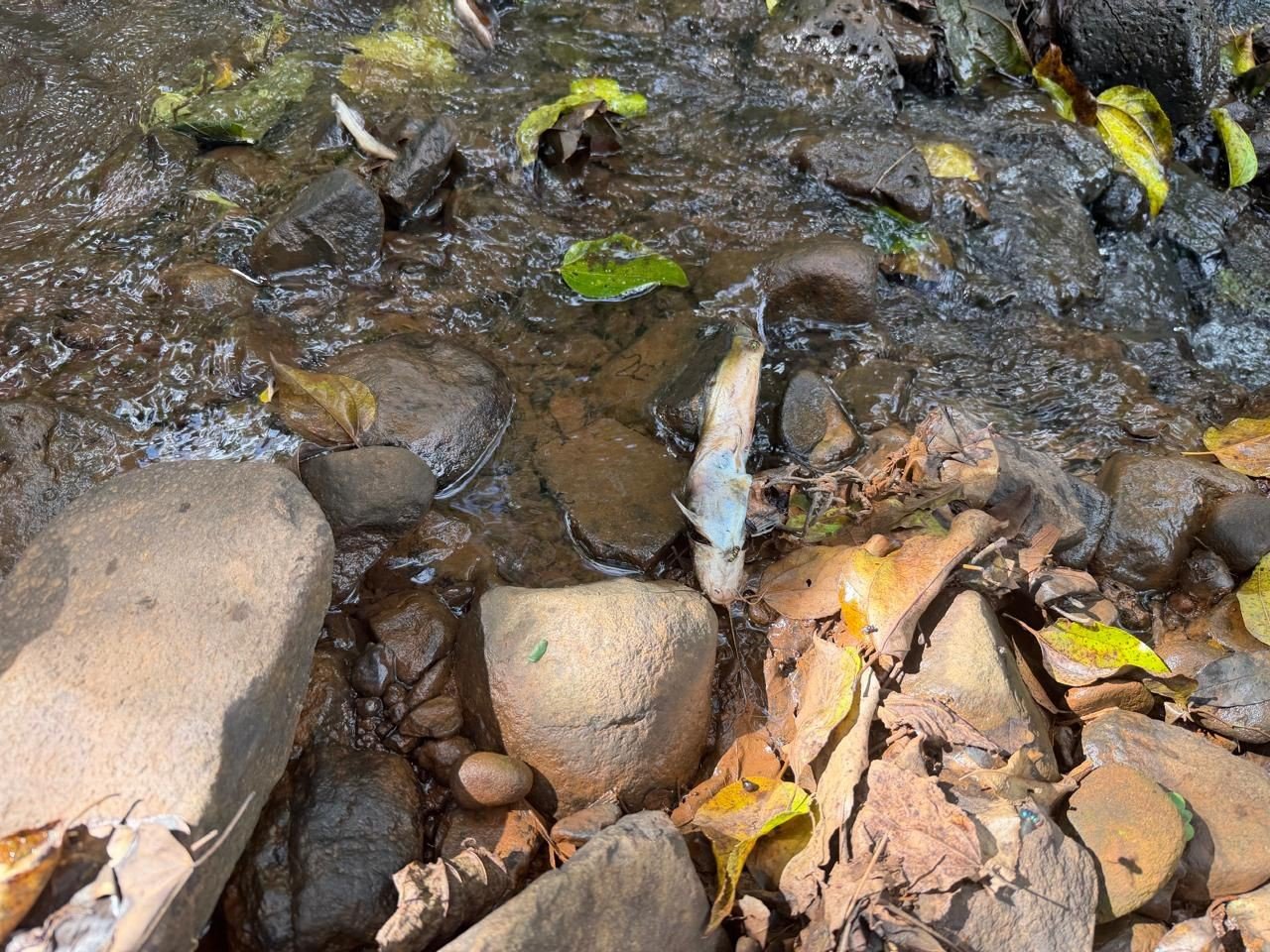 Dejetos de suínos poluem rio no RS e causam morte de peixes, aponta polícia ambiental
