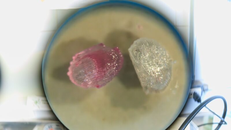 Dispositivo 3D da Unicamp recria ambiente da medula óssea e abre caminho para novos testes de remédios