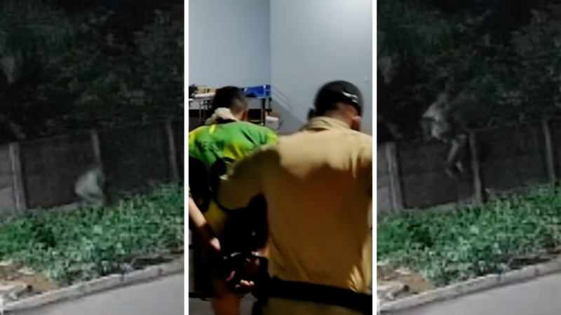 Pitbull é morto ao defender tutor de ataque em casa no TO; suspeito foi preso com marcas de mordida
