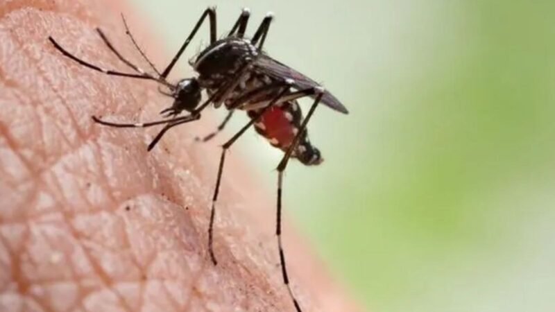 Colapso na saúde: a cidade de MS que concentra 42% de todas as mortes por chikungunya do Brasil