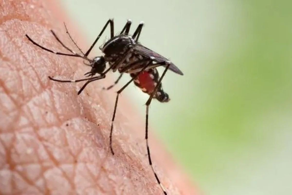 Colapso na saúde: a cidade de MS que concentra 42% de todas as mortes por chikungunya do Brasil