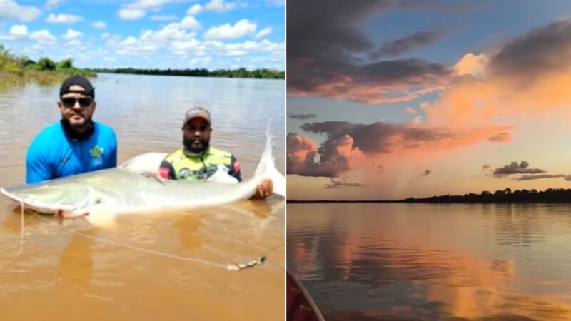 Conheça região onde peixes de até 2 metros e proibidos de serem consumidos são pescados