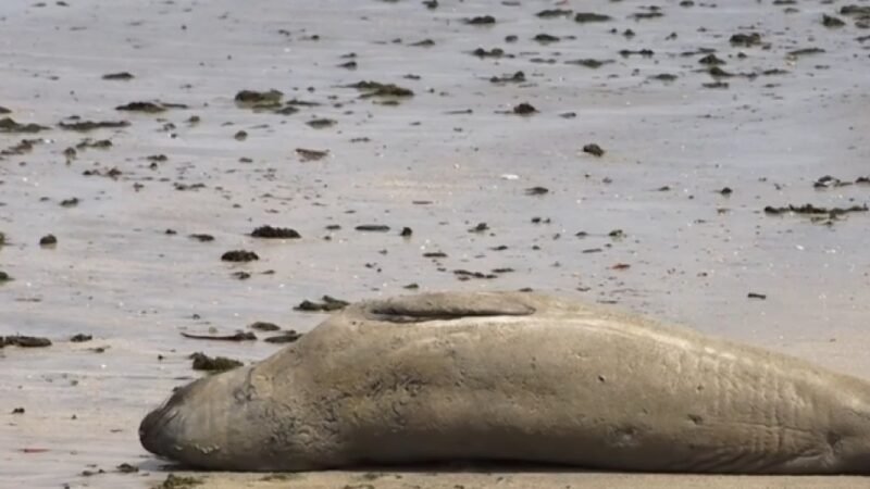 Elefante-marinho é encontrado morto em Jequiá da Praia; Biota suspeita que animal seja “Leôncio”