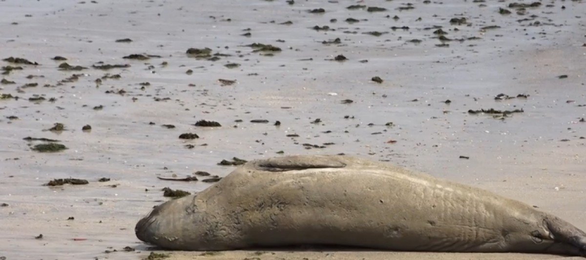 Elefante-marinho é encontrado morto em Jequiá da Praia; Biota suspeita que animal seja “Leôncio”