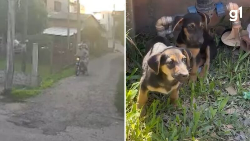 VÍDEO: Casal é flagrado por câmera ao abandonar cães em frente a residência em Novo Hamburgo