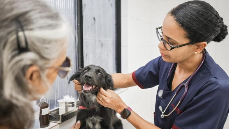 Ação oferece vacinação, castração e microchipagem gratuitas para pets no sábado (25) em Teresina