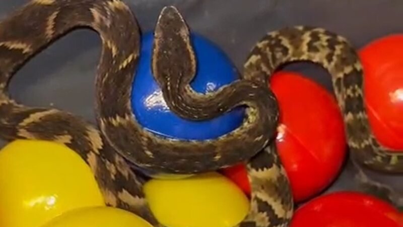 Jararaca é encontrada em piscina de bolinhas de restaurante na Grande SP