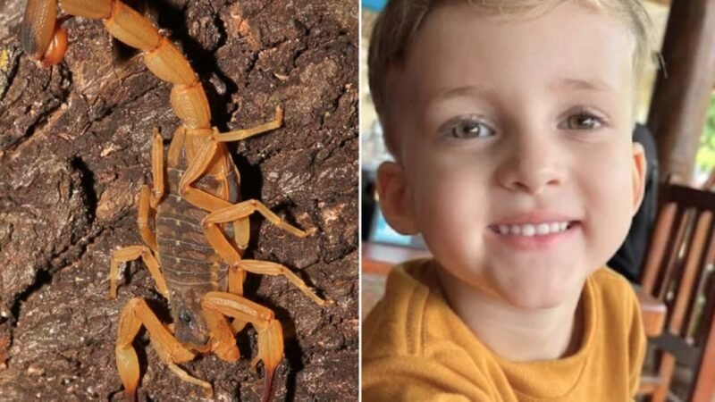 Menino morto por picada de escorpião recebeu soro antiveneno mais de 4 horas após acidente; polícia investiga negligência