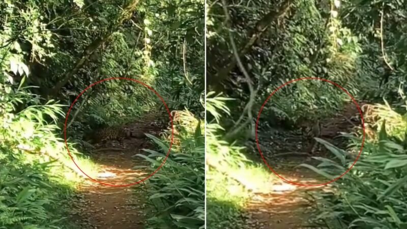 Grupo tem raríssimo encontro com onça durante trilha em SP: ‘Olho no olho’; VÍDEO