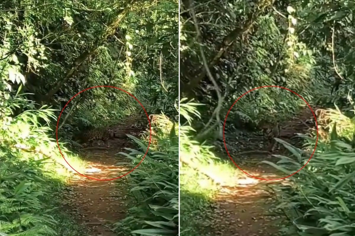 Grupo tem raríssimo encontro com onça durante trilha em SP: ‘Olho no olho’; VÍDEO