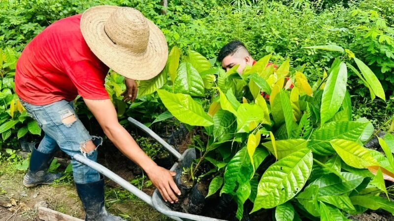 Agricultores recebem 18 mil mudas de cacau no Amapá