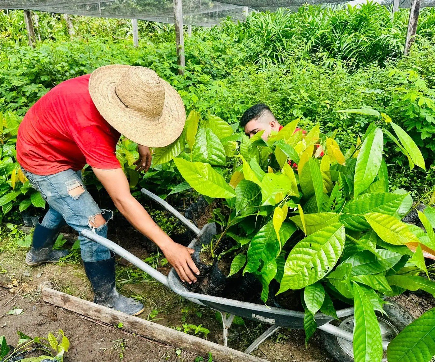 Agricultores recebem 18 mil mudas de cacau no Amapá