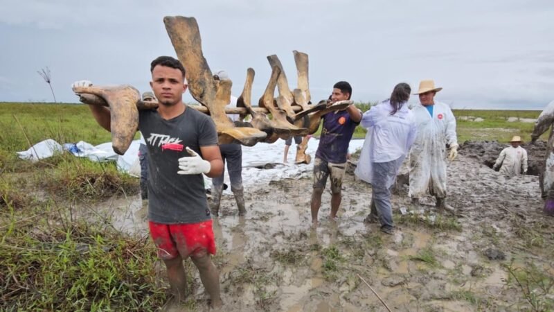 Iepa resgata ossos de baleia-sei no Pará em ação do projeto do Amapá