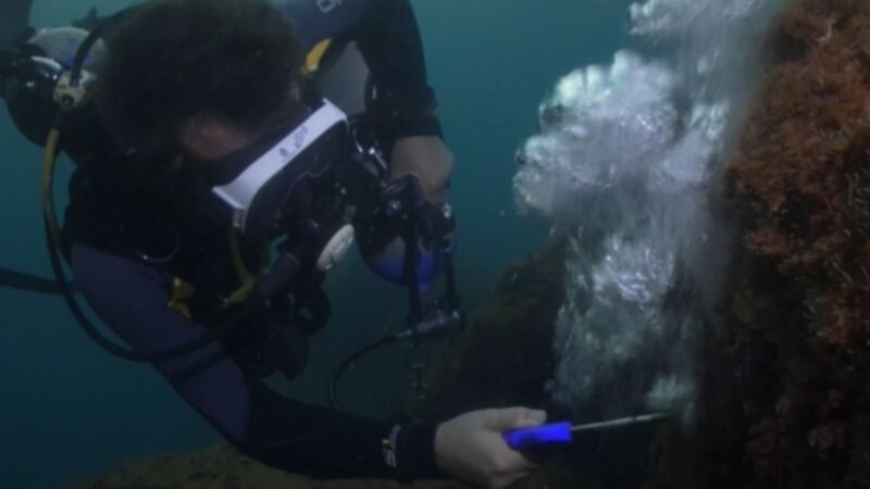 Pistola de ar é arma para combater coral invasor na costa brasileira; VÍDEO