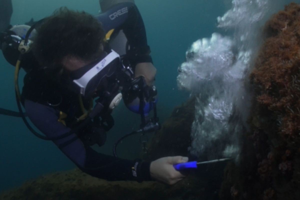 Pistola de ar é arma para combater coral invasor na costa brasileira; VÍDEO