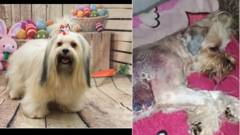 Cão que sofreu queimaduras após banho em pet shop irregular de Cuiabá irá passar por transfusão sanguínea