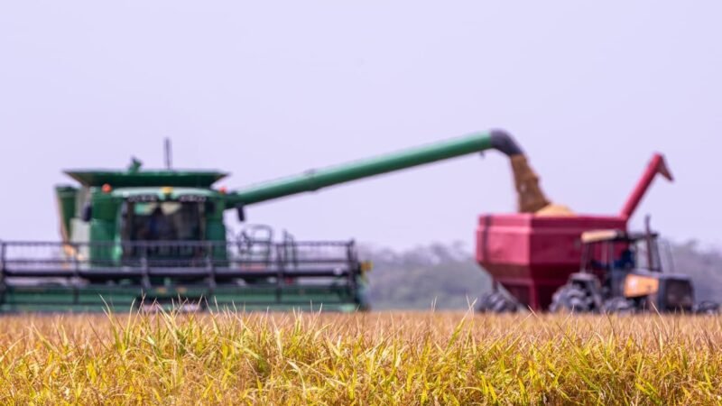 Plantio de soja deve crescer 9,4% em Roraima em 2026, estima Secretaria de Agricultura