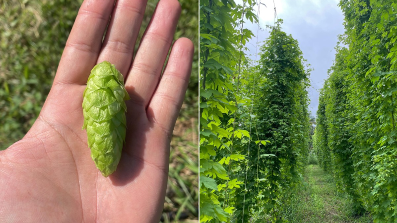 Irmãos investem em cultivo de lúpulo em área nunca plantada e  ganham título com a 1ª safra