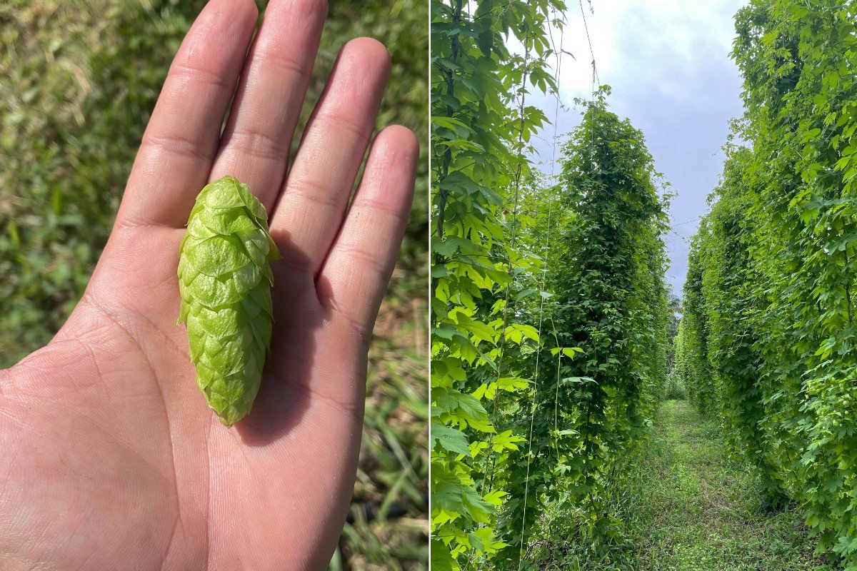 Irmãos investem em cultivo de lúpulo em área nunca plantada e  ganham título com a 1ª safra