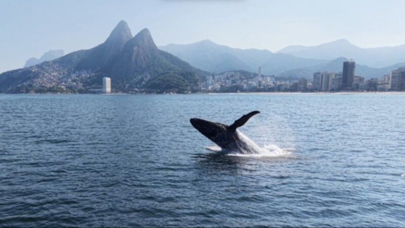Baleia dá espetáculo em Ipanema; Rio volta a receber jubartes e transforma o inverno em temporada de observação