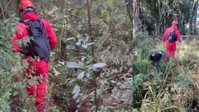 Buscas por criança autista desaparecida acontecem em meio à mata fechada no Paraná; VÍDEO