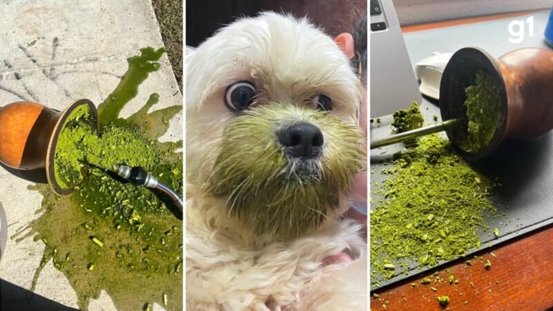 ‘Mates derrubados’: perfil que reúne desastres com chimarrão faz sucesso nas redes sociais e recebe mais de 100 registros por dia