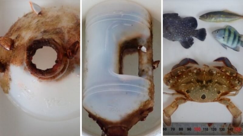 Caranguejo cresce preso dentro de garrafa plástica e passa dois meses à deriva no oceano; estudo revela impacto pouco conhecido da poluição