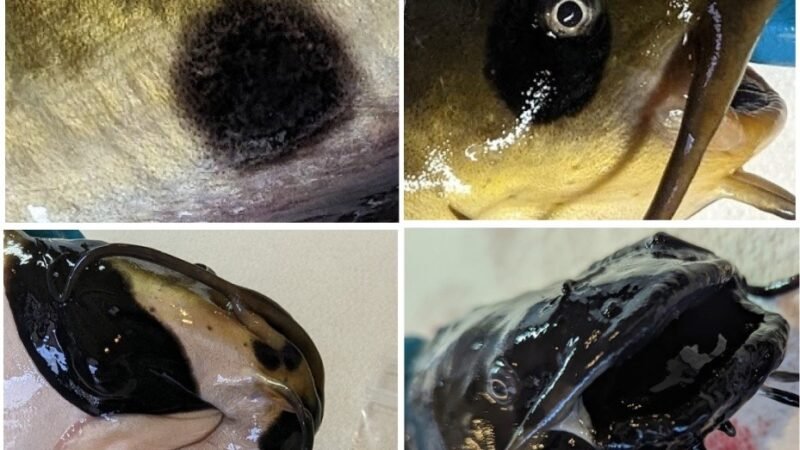 Cientistas descrevem o primeiro câncer contagioso entre peixes: as células do tumor passam de um animal para outro
