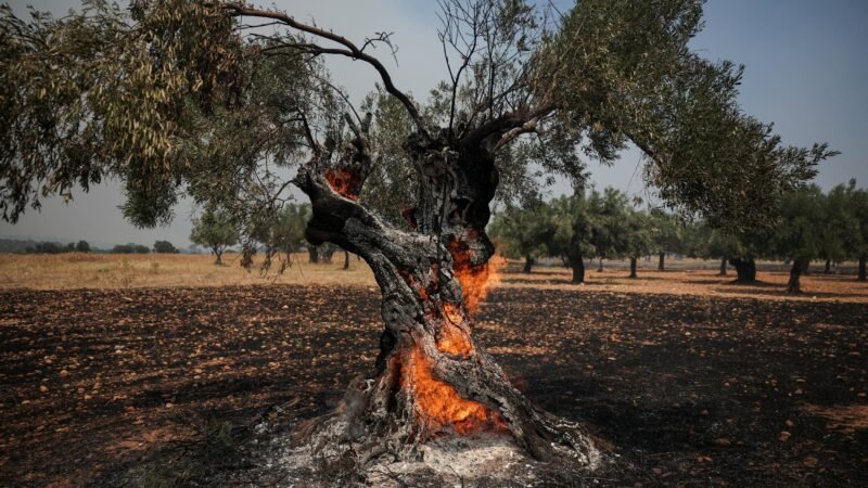 Após trégua nos preços, azeite volta a ser ameaçado por calor extremo e incêndios na Europa