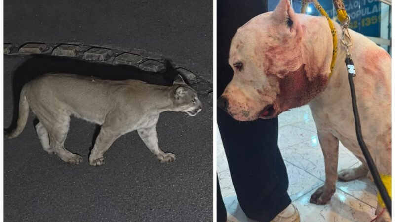 ‘Se não fosse ele, uma tragédia podia ter acontecido’: pitbull enfrenta onça-parda dentro de casa e protege família em condomínio em SP