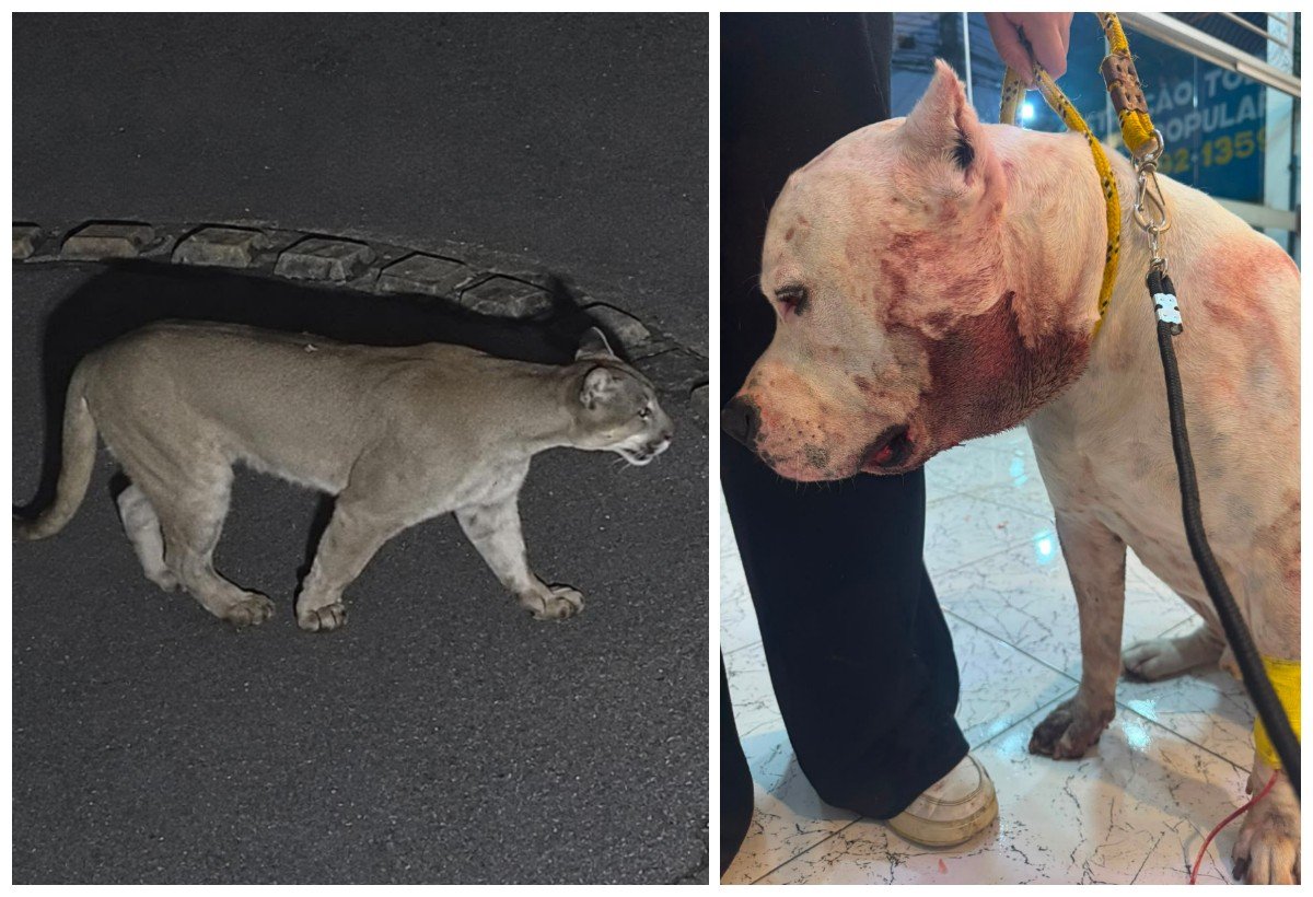 ‘Se não fosse ele, uma tragédia podia ter acontecido’: pitbull enfrenta onça-parda dentro de casa e protege família em condomínio em SP
