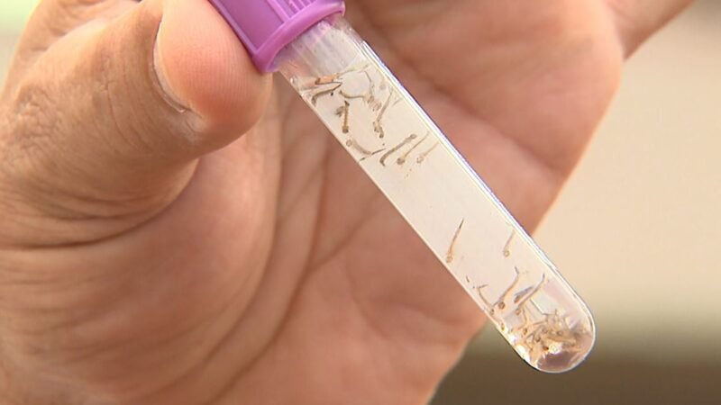 Dengue cai 98% em Ribeirão Preto, SP, mas Franca, SP, tem incidência cinco vezes maior em 2026