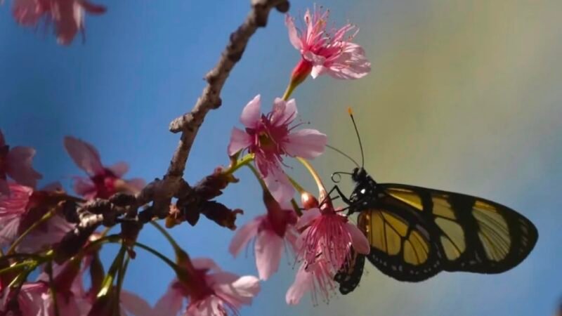 Bunka-Sai: inscrições para concurso de fotografia da florada das cerejeiras terminam nesta segunda em Petrópolis