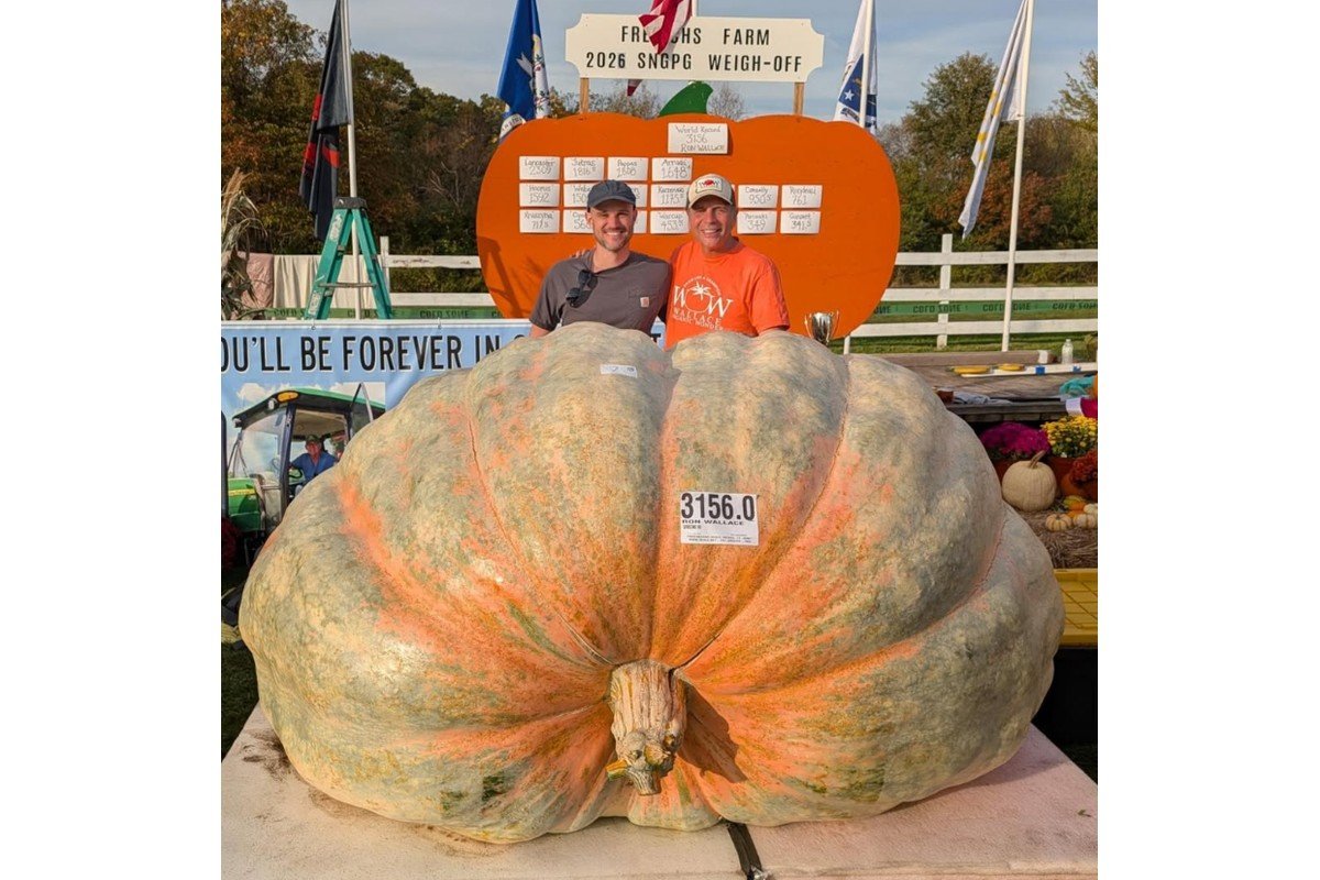 Abóbora gigante de quase 1.500 kg é colhida nos EUA e pode bater recorde mundial