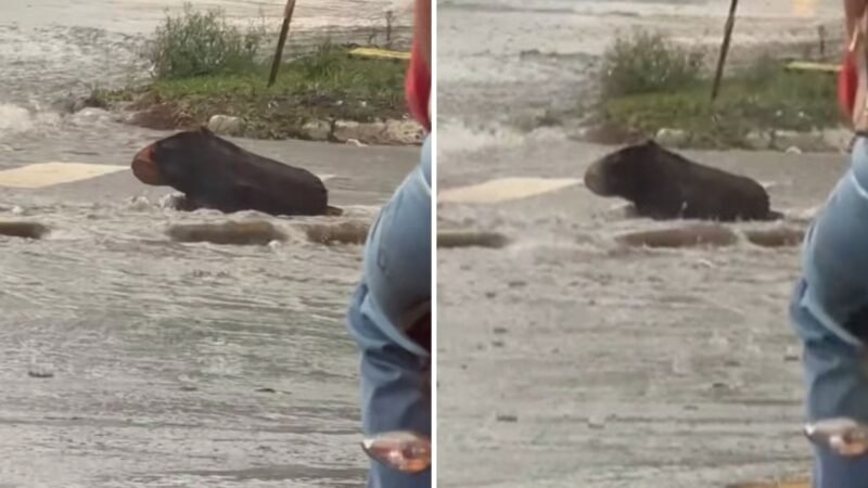 Filha de corretor que confundiu tronco com capivara foi quem percebeu o engano; vídeo viralizou