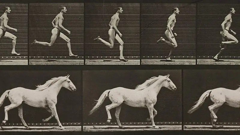 Os animais que você pode vencer em uma corrida — e os que são invencíveis