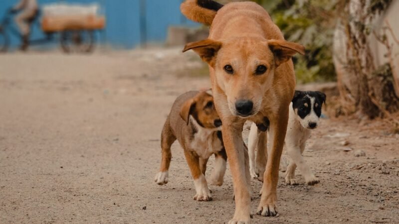Por que cães grandes envelhecem mais rápido e costumam viver menos que os pequenos?